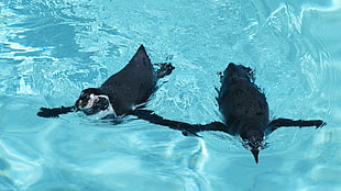 two penguins, penguins, animals, water, birds