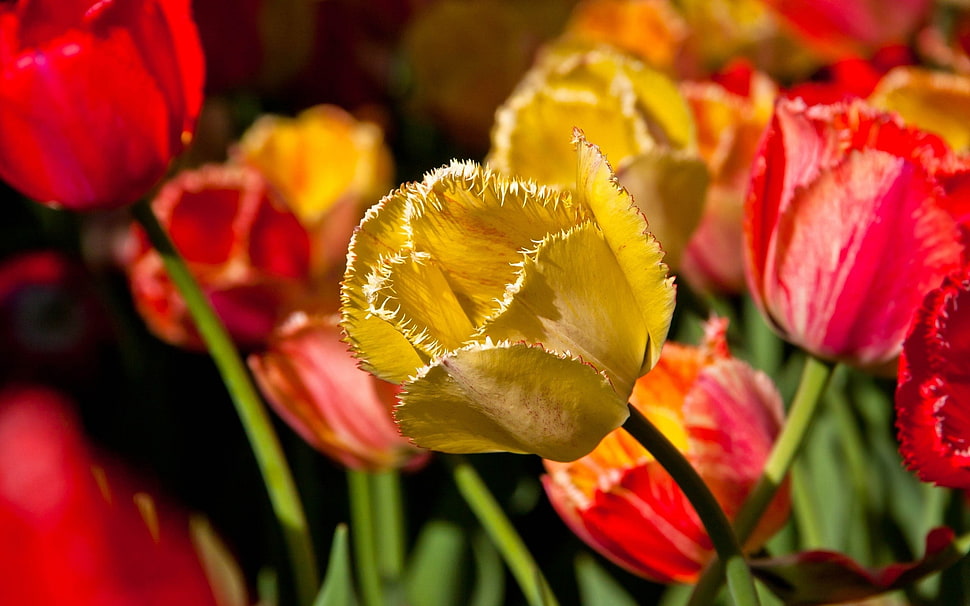 yellow and red Tulips closeup photography HD wallpaper