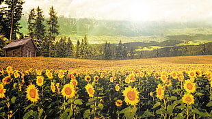 yellow Sunflower fields HD wallpaper