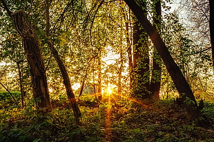 forest photo