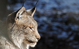 selective focus photograph of Lynx in habitat HD wallpaper