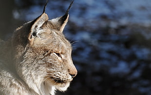 selective focus photograph of Lynx in habitat