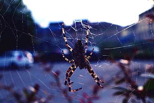selective focus photography of spider on spiderweb