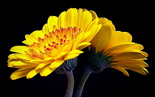 shallow focus photography of yellow and brown petaled flower