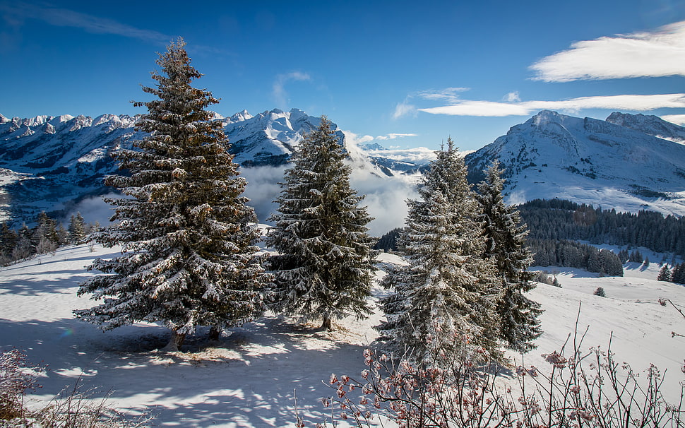 four pine tree with  snows surface HD wallpaper
