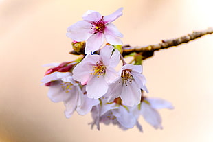 Cherry Blossom in macro photography HD wallpaper