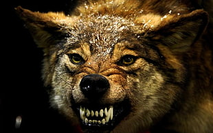 wolf, animals, angry