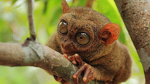 selective focus photograph of tarsier, animals, tarsiers 