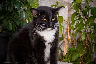 black tuxedo cat, Cat, Wise, Look