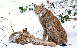 brown and white tabby cat, animals, snow, lynx