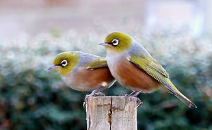 two grey-orange-and-yellow birds HD wallpaper