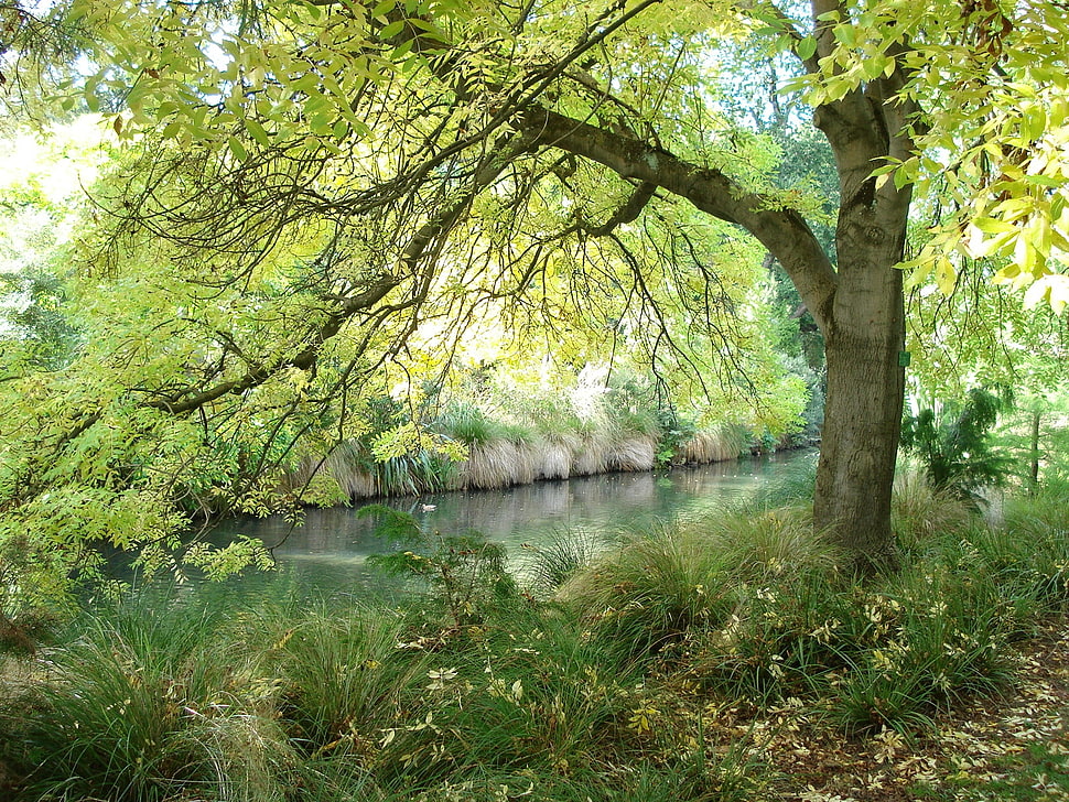 landscape photography of tree near body of water HD wallpaper