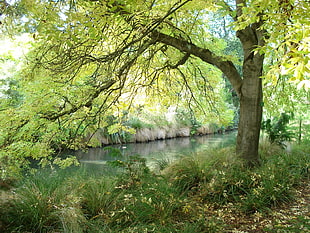landscape photography of tree near body of water HD wallpaper
