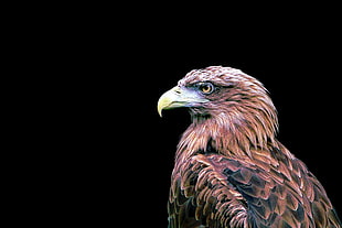 brown hawk HD wallpaper