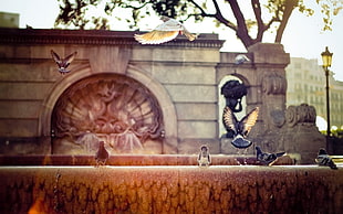 photography of pigeons