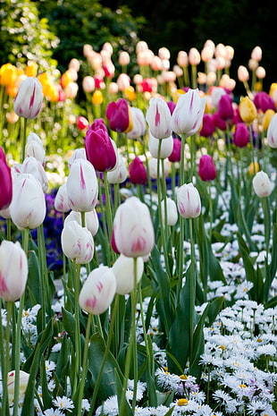 tulips and daisies in bloom during daytime HD wallpaper