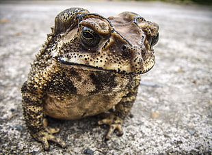 shallow focus photography of brown Bull frog HD wallpaper