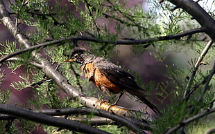 black and brown bird on tree branch