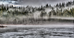 snow lake and trees HD wallpaper