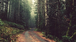 green tree, nature, forest, trees, dirt road HD wallpaper