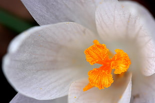white Crocus flower macro photography
