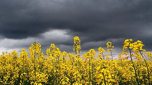 yellow flowers, nature, flowers