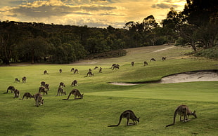 landscape photography of green fields with trees and herd of Kangaroos