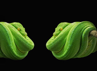 reclining green python on branch