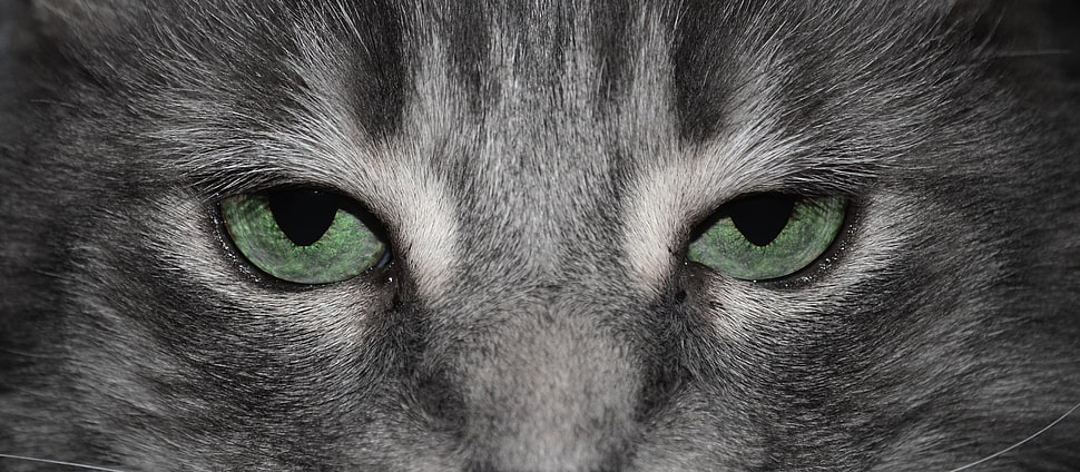 closeup photography of cat with green eyes HD wallpaper