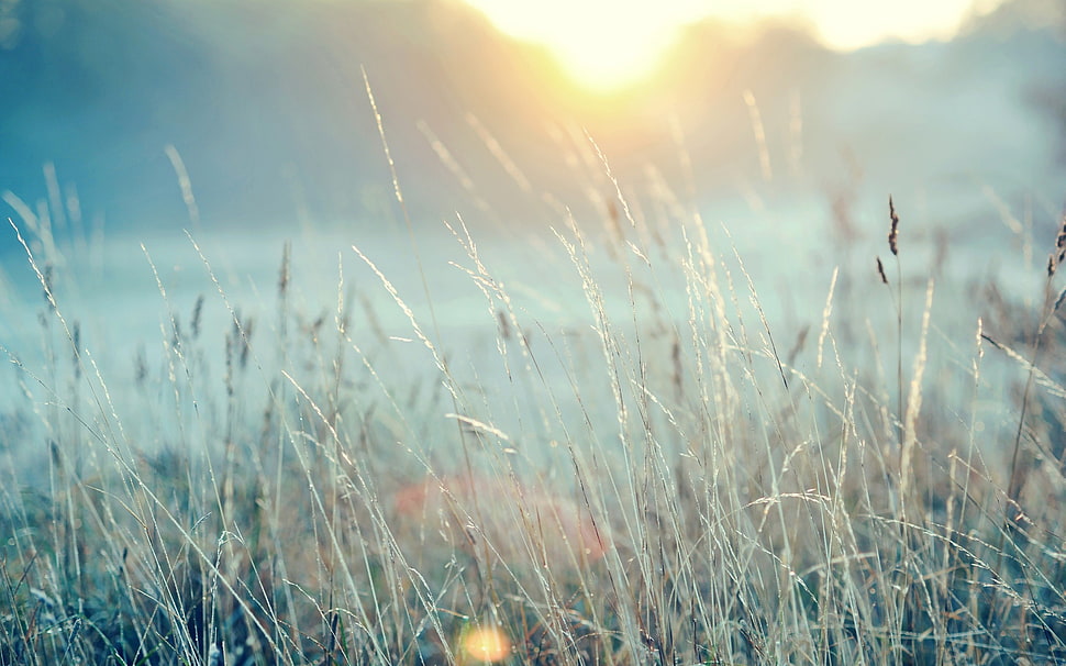 selective focus photography of wheat grass HD wallpaper