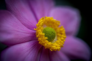 closeup photography of pink Anemone flower, japanese anemone
