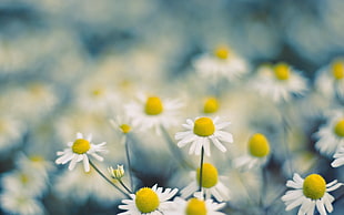 selective focus photography of chamomile flowers