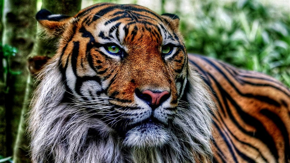 yellow tiger, tiger, animals, big cats HD wallpaper