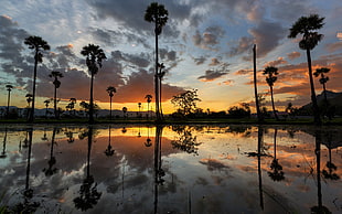 palm trees reflecting on calm body of water at sunset