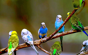 white, two blue, and three green budgerigars on tree branch