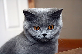 russian blue cat, blue, British shorthair, cat, animals HD wallpaper