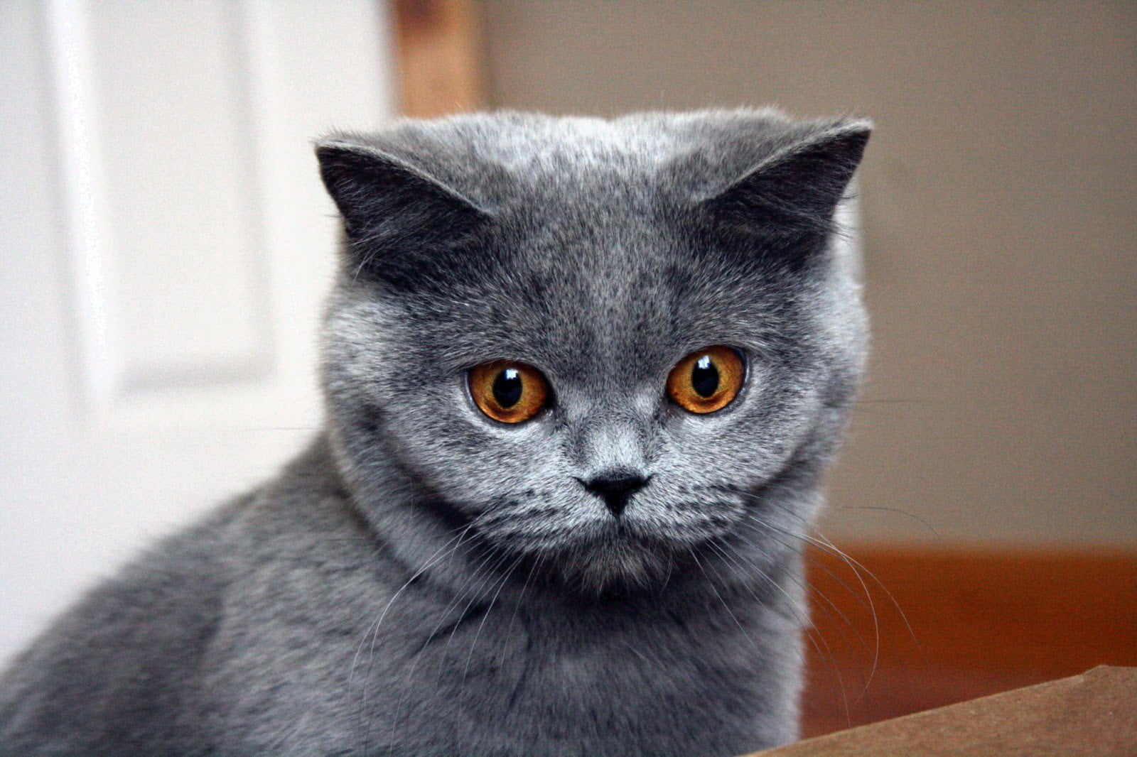 Blue British Shorthair Cat Care - wide 9