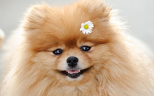 closeup photo of tan Pomeranian HD wallpaper