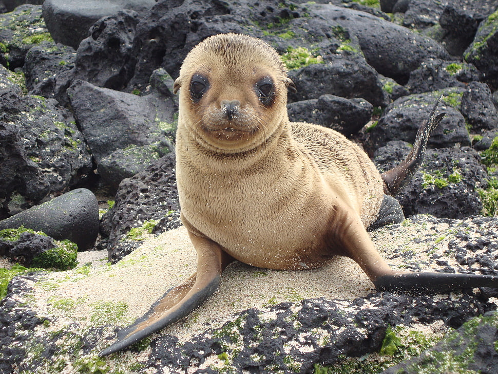 brown sea lion on rocks dung daytime HD wallpaper