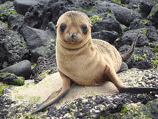 brown sea lion on rocks dung daytime