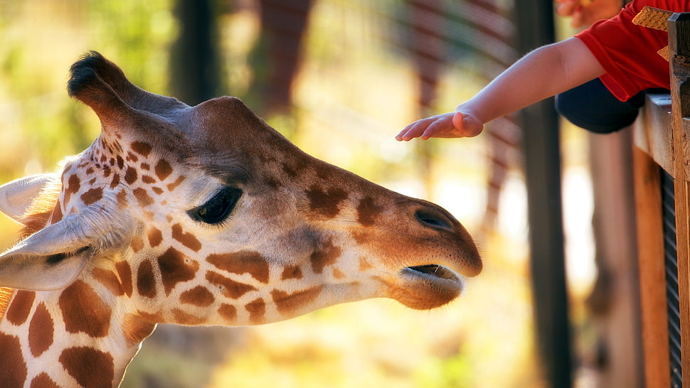 white and brown Giraffe at daytime HD wallpaper