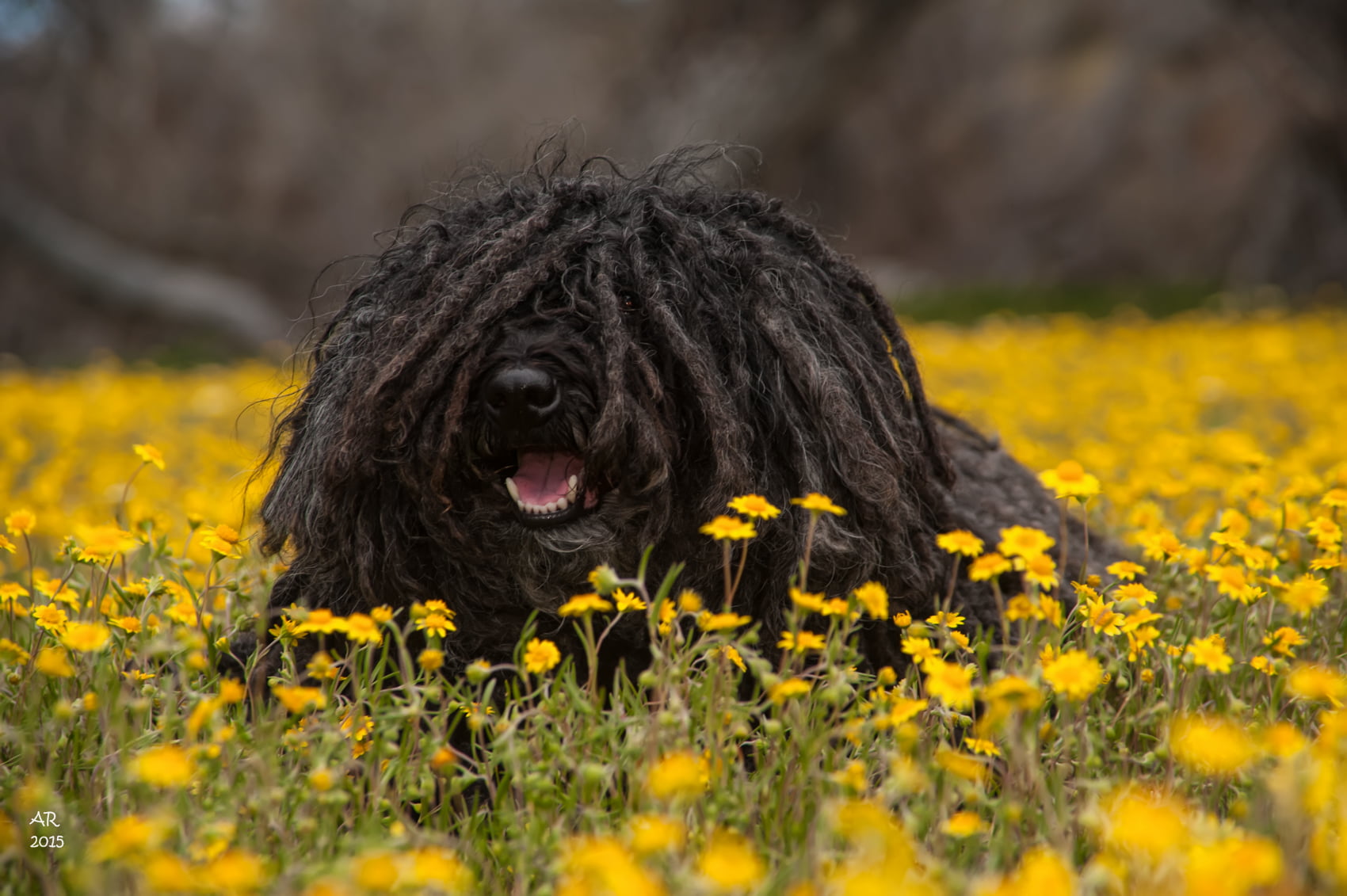 black Puli near yellow petaled flowers