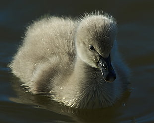 juvenile swan