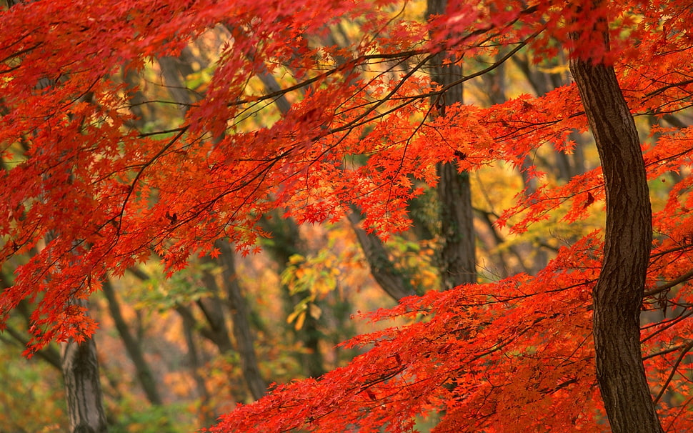 shallow focus photography orange-leaf blossom tree during daytime HD wallpaper