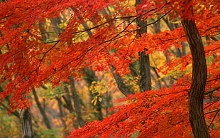 shallow focus photography orange-leaf blossom tree during daytime