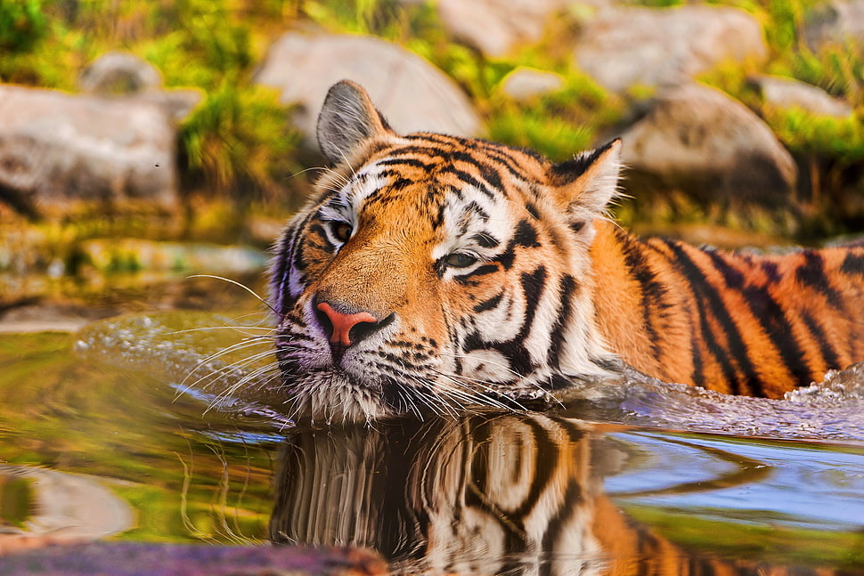 brown tiger swimming on body of water during daytime HD wallpaper