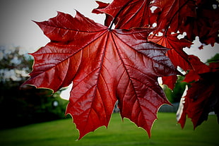 pink maple leaf HD wallpaper