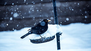 black crow perch on snow HD wallpaper