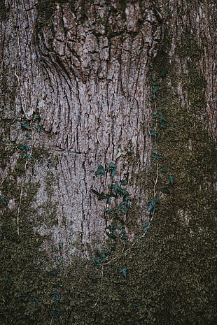 green plants, Moss, Wood, Bark HD wallpaper