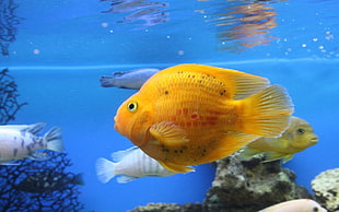 Fish,  Swim,  Beautiful HD wallpaper